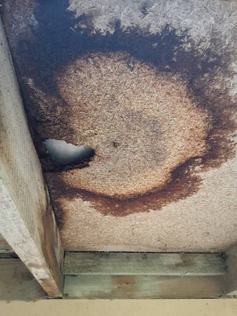 building inspections